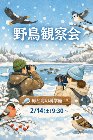 ▶野鳥観察会　鯨と海の科学館　（その他）　2026/2/14（土）
